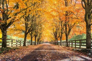 Autumn leaves