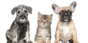 Pet image