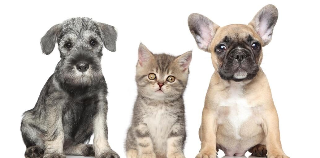 Pet image